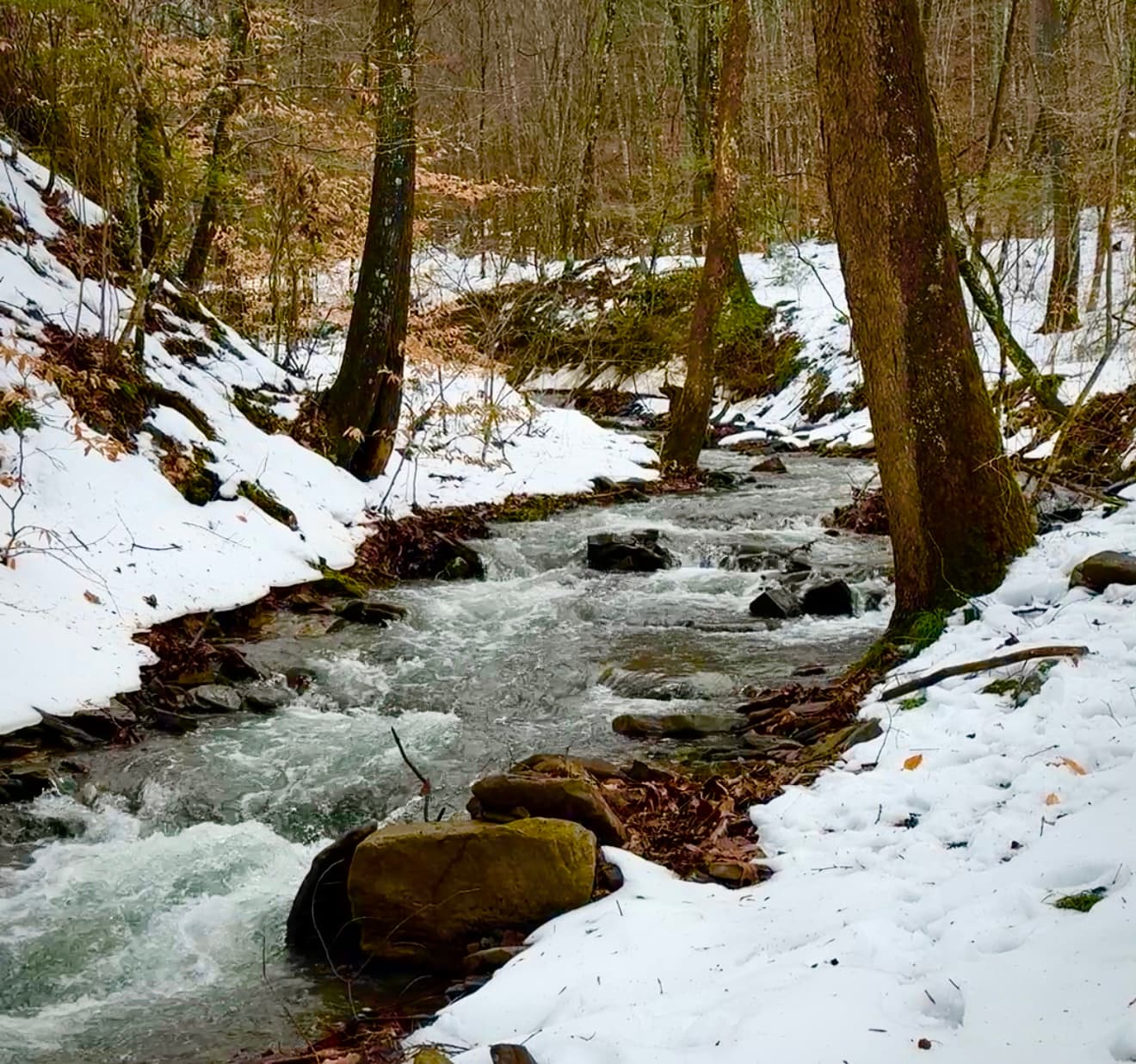 A flowing stream surrounded by snowy ground and trees in a winter forest.