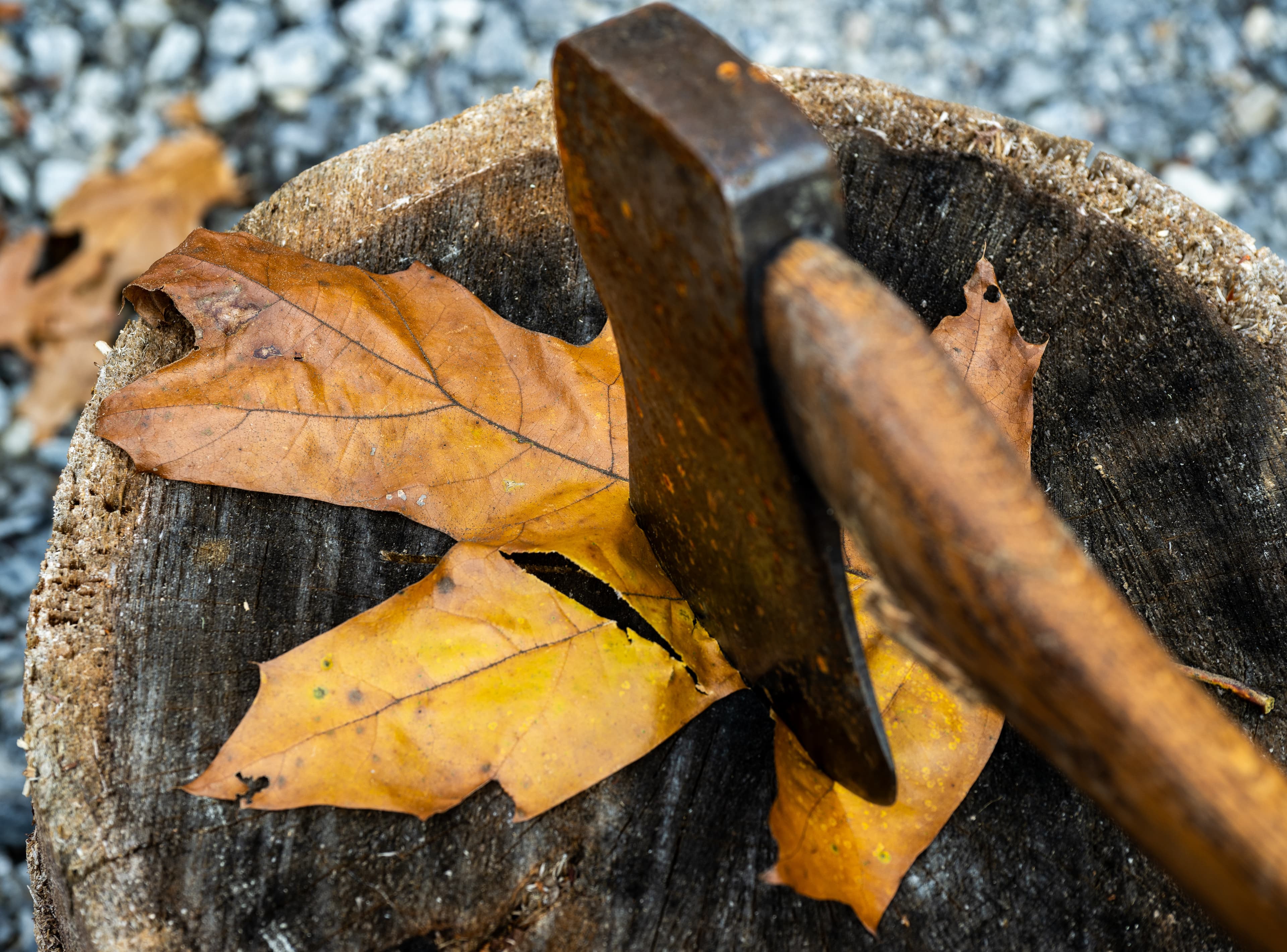 An axe rests on a wooden stump with autumn leaves underneath.
