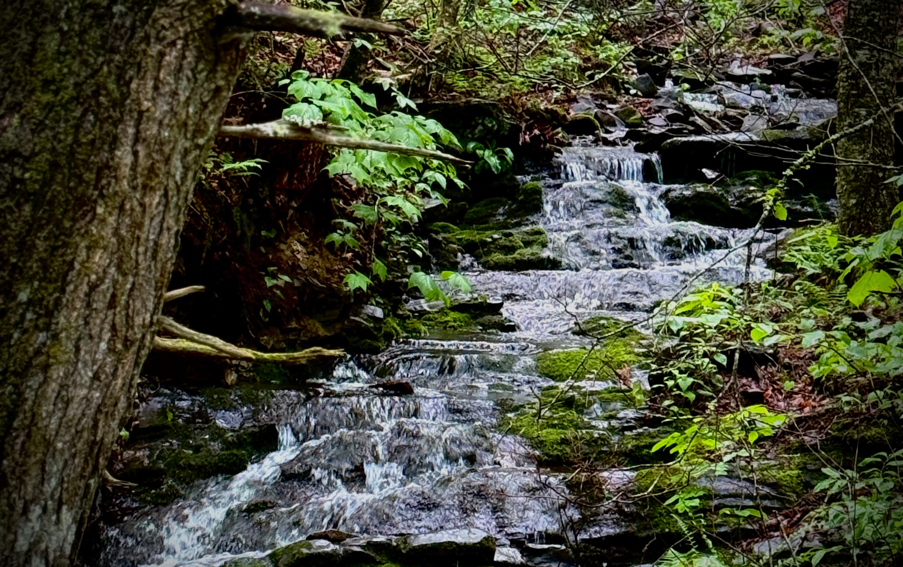 A gentle stream flows over moss-covered rocks amidst lush greenery.