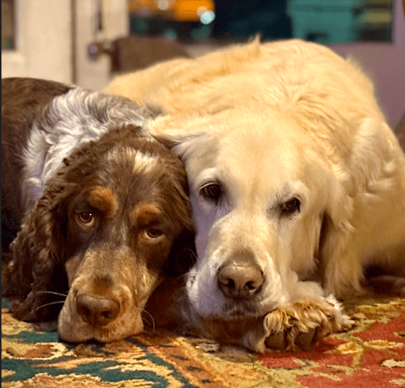 Two dogs, a brown and white spaniel and a golden retriever, rest their heads together on a colorful rug.
